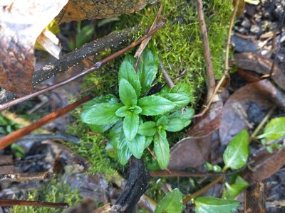 Epilobium ciliatum, photographed by Drew Meyer