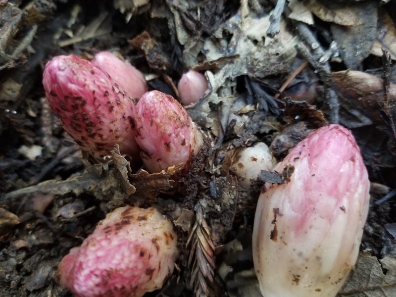 Hemitomes congestum, photographed by Jonathan Curley