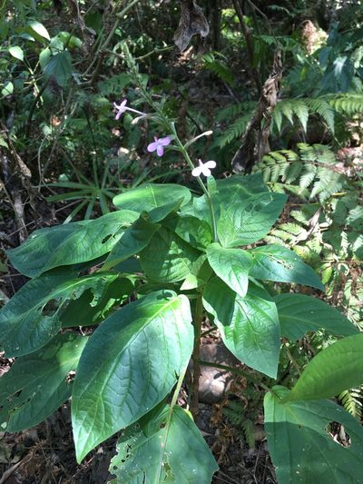 Pachystachys dubiosa, photographed by B. Phalan