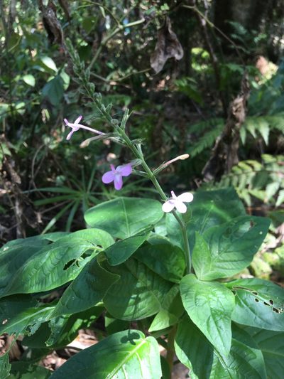 Pachystachys dubiosa, photographed by B. Phalan