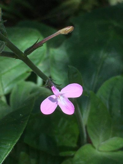 Pachystachys dubiosa, photographed by B. Phalan