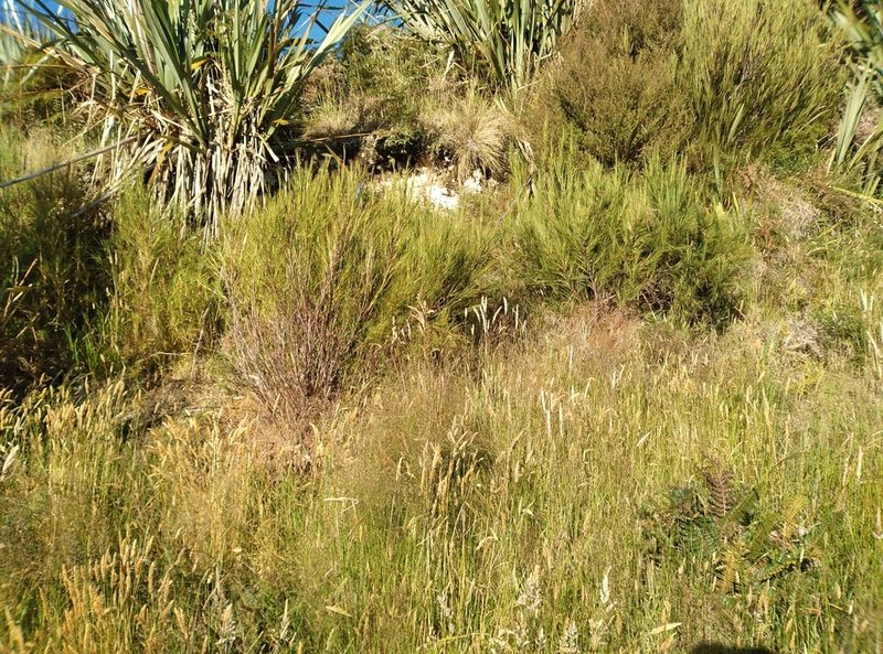 Dracophyllum acerosum, photographed by Joe Potter Butler