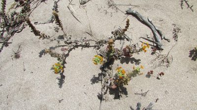 Manulea tomentosa, photographed by James Deacon
