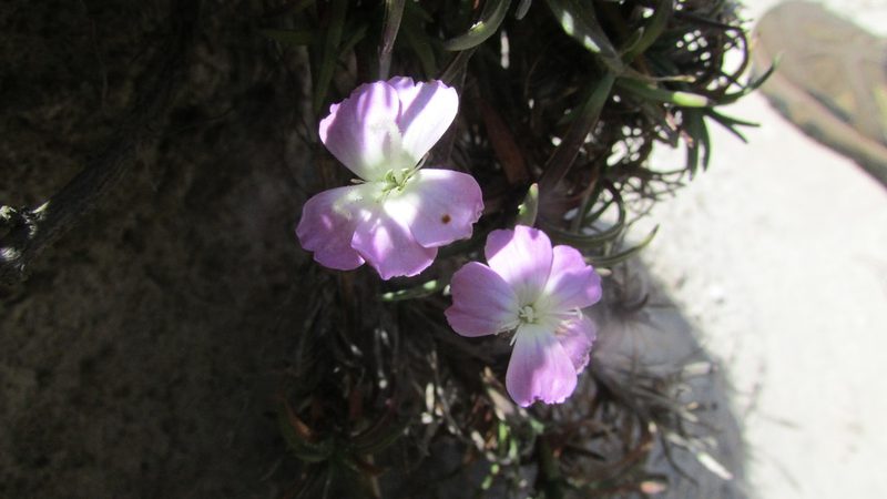 Dianthus albens, photographed by James Deacon