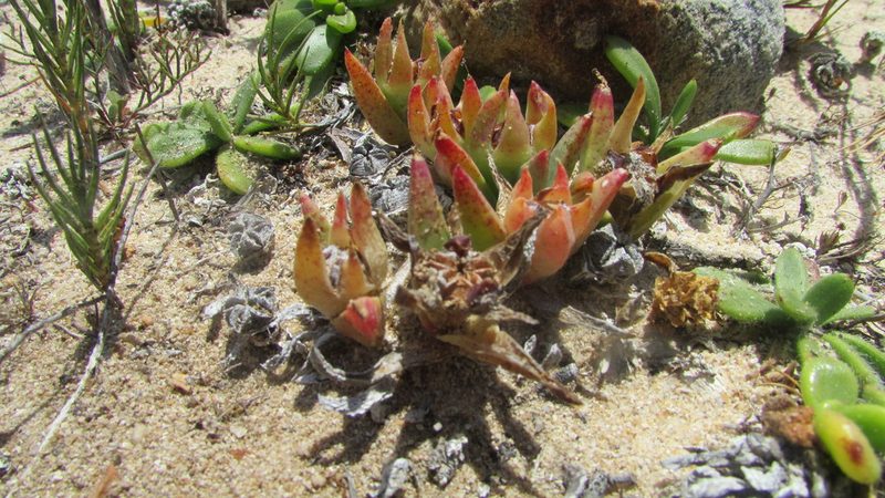 Erepsia dunensis, photographed by James Deacon