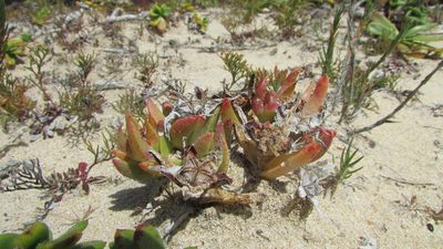 Erepsia dunensis, photographed by James Deacon