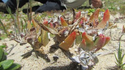Erepsia dunensis, photographed by James Deacon