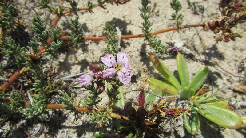 Frankenia repens, photographed by James Deacon