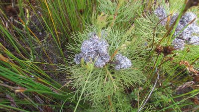 Serruria glomerata, photographed by James Deacon