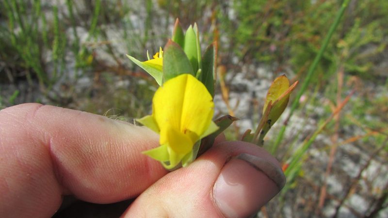Rafnia crassifolia, photographed by James Deacon