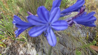 Agapanthus africanus, photographed by James Deacon