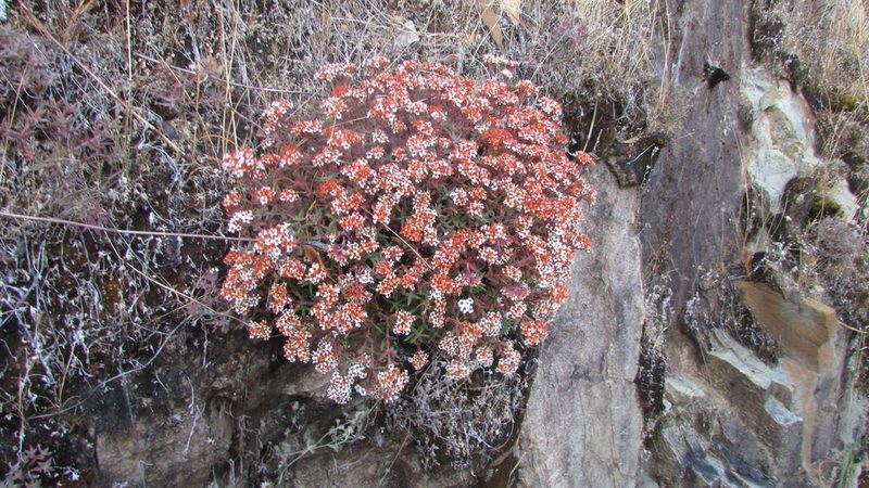 Crassula pruinosa, photographed by James Deacon