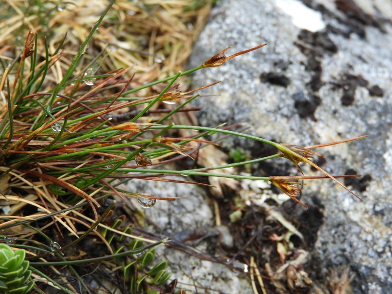 Carex acicularis, photographed by Santiago Martín-Bravo