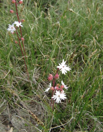 Lithophragma tenellum, photographed by Wendy McCrady