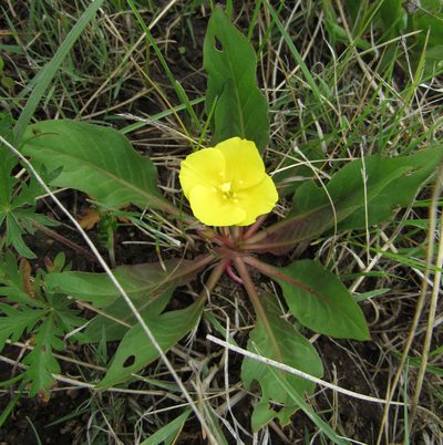 Taraxia subacaulis, photographed by Wendy McCrady