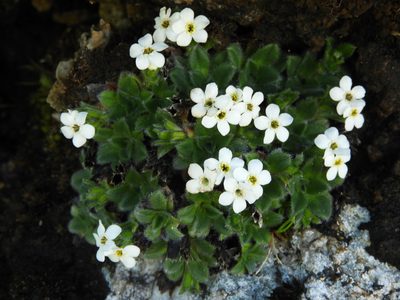 Myosotis retrorsa, photographed by Santiago Martín-Bravo