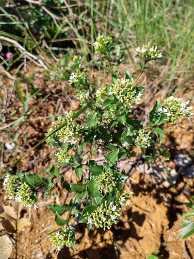Declieuxia fruticosa, photographed by Leonardo Bergamini