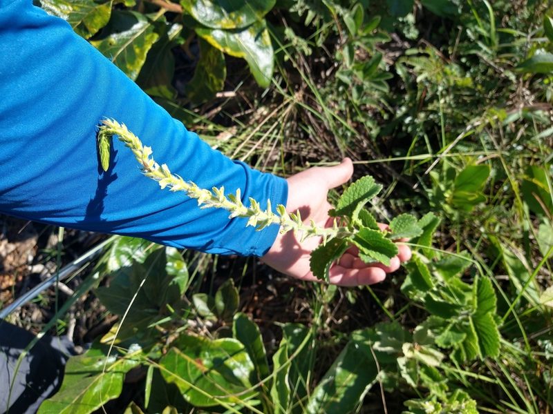 Stachytarpheta longespicata, photographed by Leonardo Bergamini