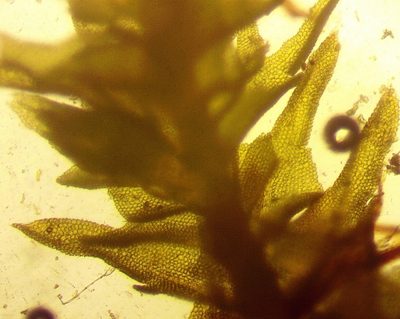Anomodon tristis, photographed by Ken Kneidel