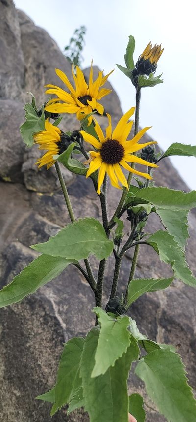 Helianthus winteri, photographed by Chris Winchell