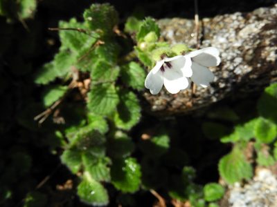 Ourisia remotifolia, photographed by Santiago Martín-Bravo