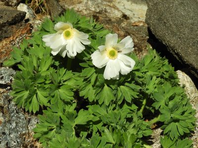 Ranunculus buchananii, photographed by Santiago Martín-Bravo