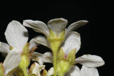 Suksdorfia ranunculifolia, photographed by Brian Finzel