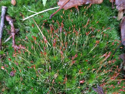 Dicranella heteromalla, photographed by Michel Langeveld