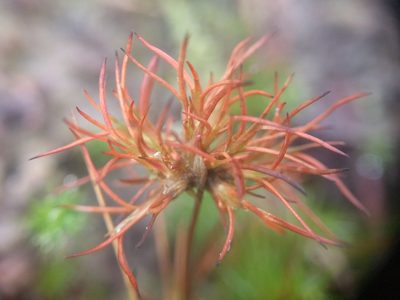Juncus bulbosus, photographed by Michel Langeveld