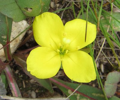 Taraxia subacaulis, photographed by Wendy McCrady