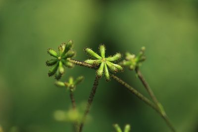 Adenocaulon himalaicum, photographed by Николай Гнездилов