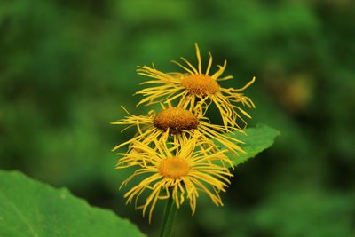 Telekia speciosa, photographed by Николай Гнездилов