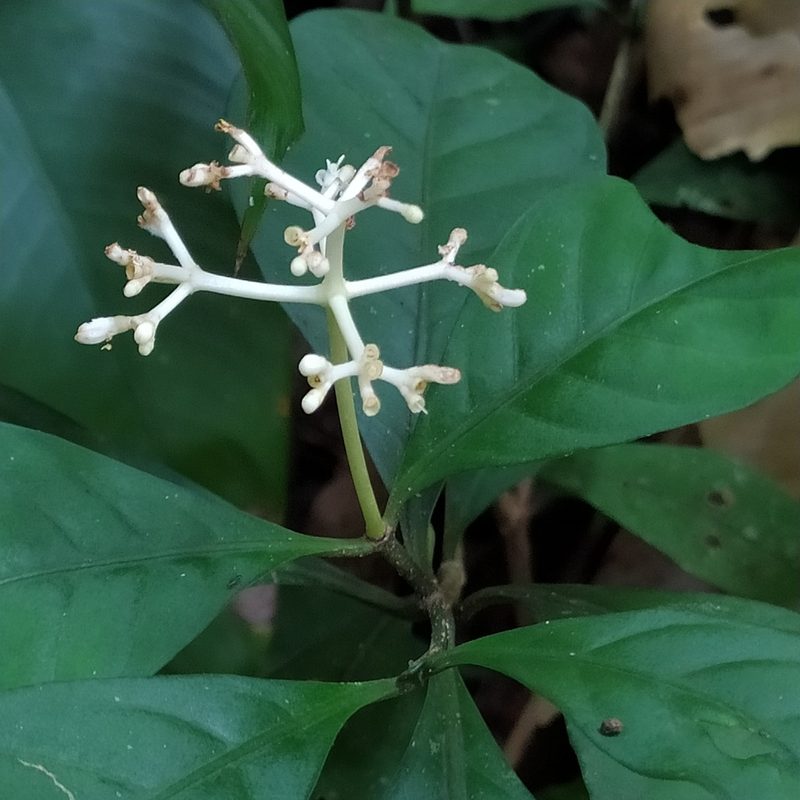 Psychotria cupularis, photographed by Guillaume Delaitre