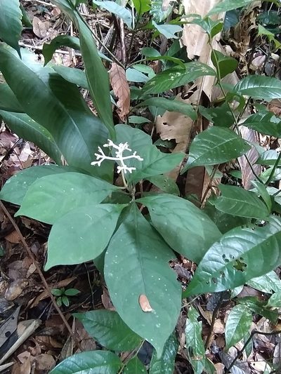Psychotria cupularis, photographed by Guillaume Delaitre