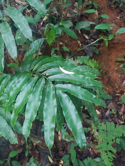 Metaxya scalaris, photographed by Guillaume Delaitre