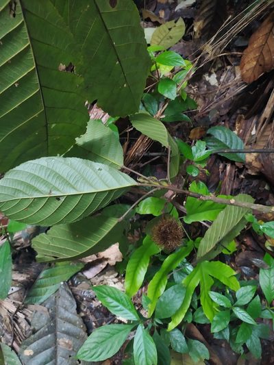 Sloanea grandiflora, photographed by Guillaume Delaitre