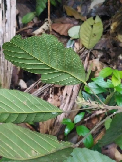 Sloanea grandiflora, photographed by Guillaume Delaitre