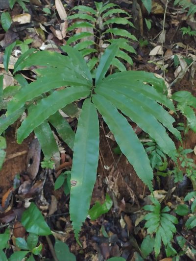 Metaxya scalaris, photographed by Guillaume Delaitre