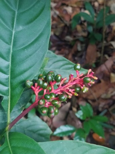 Palicourea calophylla, photographed by Guillaume Delaitre