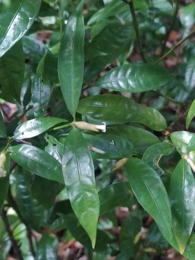 Palicourea oblonga, photographed by Guillaume Delaitre