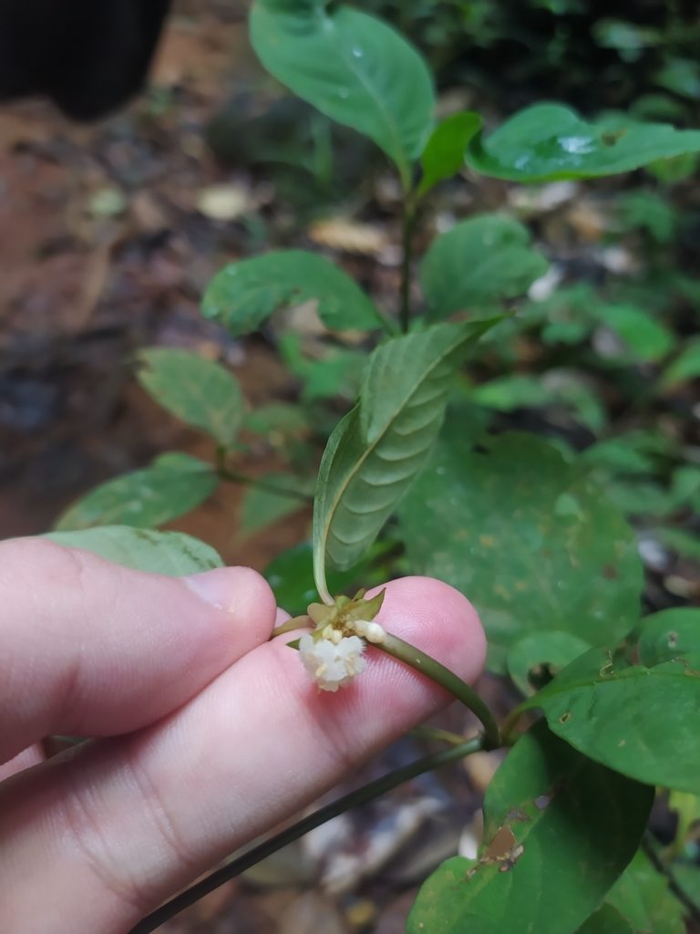 Palicourea hoffmannseggiana, photographed by Guillaume Delaitre
