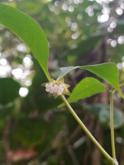 Palicourea hoffmannseggiana, photographed by Guillaume Delaitre