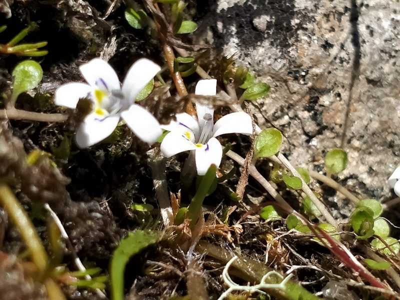 Isotoma rivalis, photographed by John Barkla