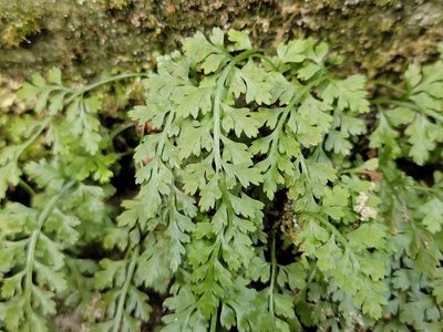 Asplenium montanum, photographed by Elias