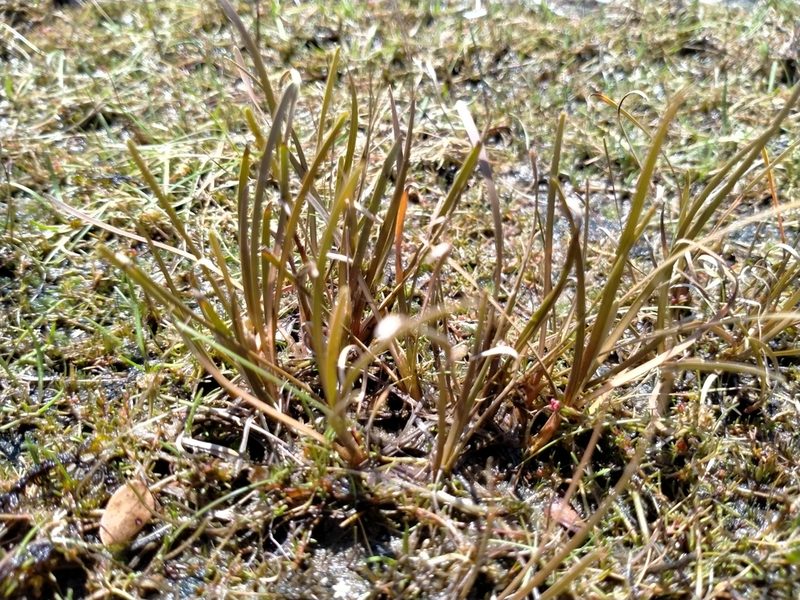 Carex rubicunda, photographed by John Barkla