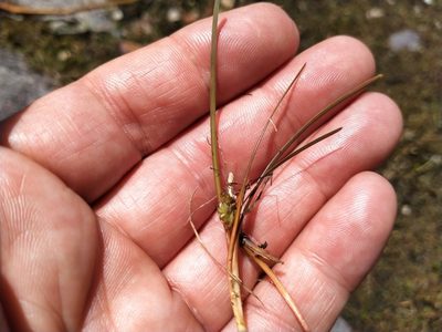 Carex rubicunda, photographed by John Barkla