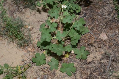 Geranium lentum, photographed by Brian Finzel