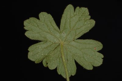 Geranium lentum, photographed by Brian Finzel