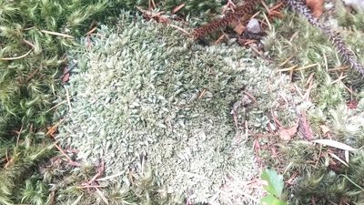 Leucobryum javense, photographed by Neil Birrell