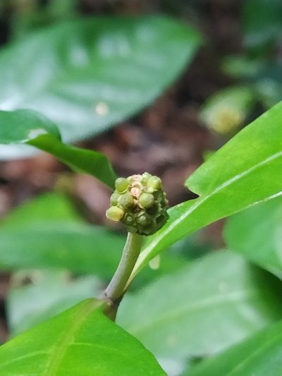Eumachia guianensis, photographed by Guillaume Delaitre